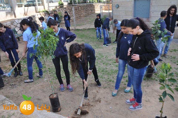 trees shamela 0321 (2).JPG